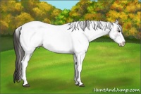 Horse Color:White Spotted Grullo Near Fewspot Rabicano and White Spotted Grullo Near Fewspot Rabicano
