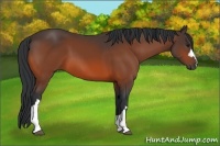 Horse Color:Bay 