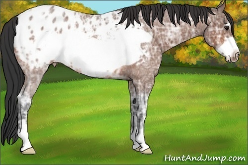 Horse Color:Bay Ice Roan Frame Appaloosa 