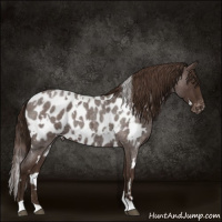 Horse Color:White Spotted Liver Red Roan Appaloosa 