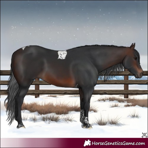 Horse Color:Brown Tobiano 