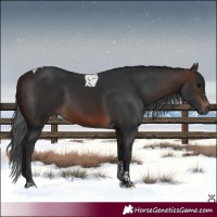 Horse Color:Brown Tobiano 