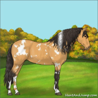 Horse Color:White Spotted Buckskin 
