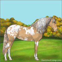 Horse Color:White Spotted Palomino Appaloosa 