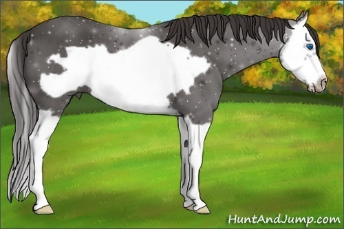 Horse Color:Smoky Blue Roan Splash Frame 