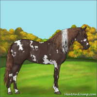 Horse Color:White Spotted Liver Chestnut