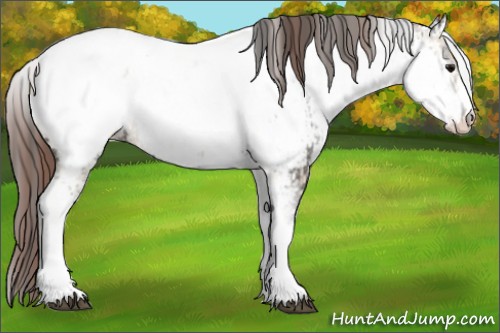 Horse Color:White Spotted Grullo Near Fewspot Rabicano  and White Spotted Classic Champagne Dun Near Fewspot Rabicano 