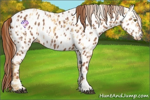 Horse Color:Palomino Near Leopard and Chestnut Near Leopard