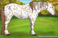 Horse Color:Palomino Near Leopard  and Chestnut Near Leopard 