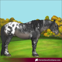Horse Color:Platinum Black Tobiano Appaloosa 