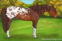 Horse Color:Chocolate Buckskin Tobiano Varnish 
