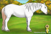 Horse Color:Buckskin Appaloosa