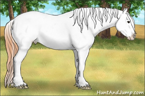 Horse Color:Buckskin Roan Appaloosa 