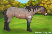 Horse Color:Bay Roan Frame Appaloosa 