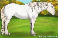 Horse Color:Smoky Creme Roan Dun Appaloosa 