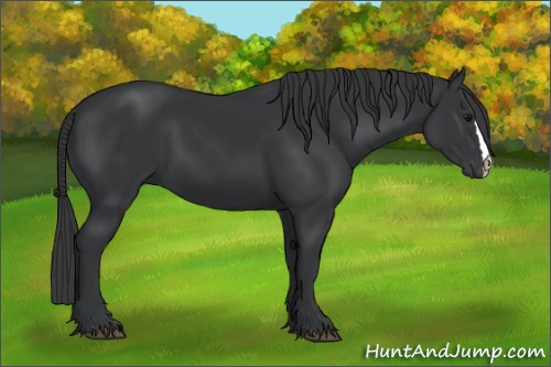 Horse Color:Black 