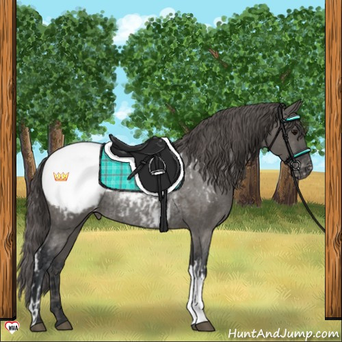 Horse Color:Grullo Snowcap Rabicano and Grullo Snowcap Rabicano