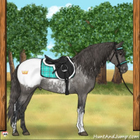 Horse Color:Grullo Snowcap Rabicano and Grullo Snowcap Rabicano