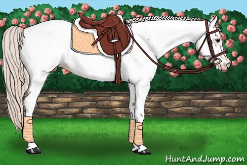 Horse Color:Silver Bay Appaloosa 