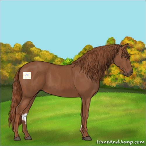Horse Color:Chestnut 