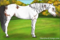Horse Color:White Spotted Bay Frame Appaloosa Rabicano  and White Spotted Bay Frame Appaloosa Rabicano 