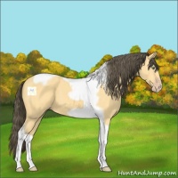 Horse Color:Amber Cream Champagne Tobiano Frame 