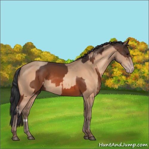 Horse Color:Bay Rabicano  and Amber Champagne Rabicano 