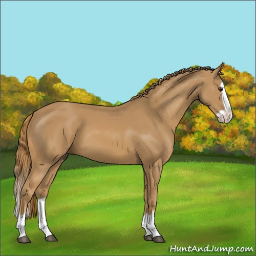 Horse Color:Chestnut Splash 