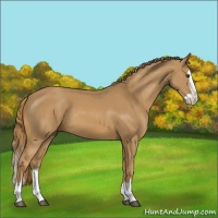 Horse Color:Chestnut Splash 