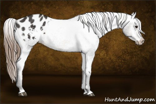 Horse Color:Buckskin Appaloosa