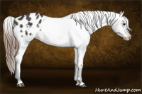 Horse Color:Buckskin Appaloosa 