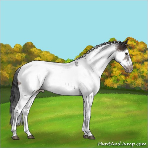 Horse Color:Brown Splash Tobiano Frame Appaloosa Rabicano 