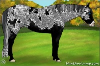 Horse Color:White Spotted Black Ice Sabino Splash 