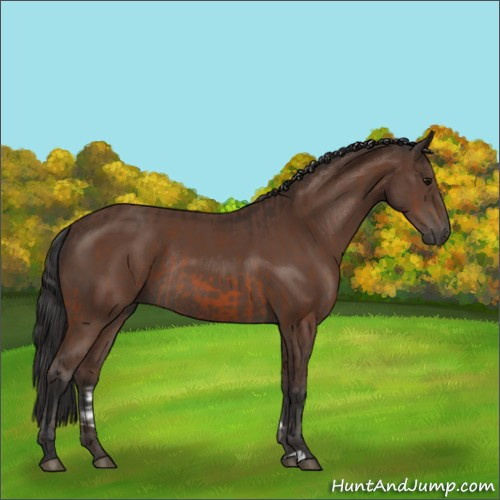Horse Color:Bay Rabicano  and Bay Rabicano 