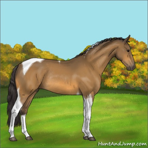 Horse Color:Buckskin Tobiano Rabicano 