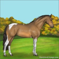 Horse Color:Buckskin Tobiano Rabicano 