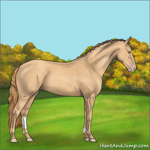 Horse Color:Gold Champagne