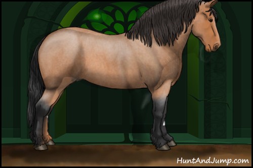 Horse Color:Bay Roan 
