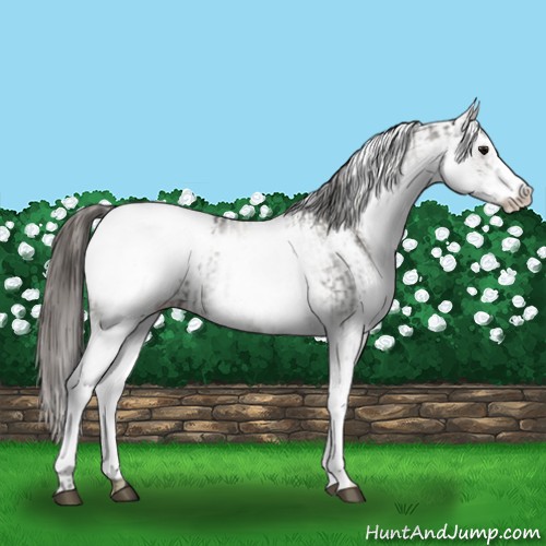 Horse Color:White Spotted Grullo Snowcap Rabicano and White Spotted Grullo Snowcap Rabicano