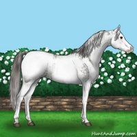 Horse Color:White Spotted Grullo Snowcap Rabicano  and White Spotted Grullo Snowcap Rabicano 
