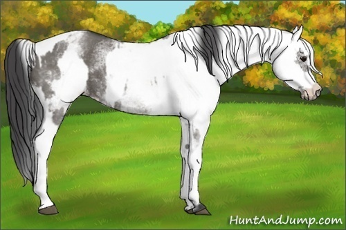 Horse Color:White Spotted Grullo Appaloosa Rabicano  and White Spotted Grullo Frame Appaloosa Rabicano 