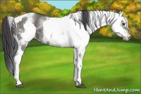 Horse Color:White Spotted Grullo Appaloosa Rabicano  and White Spotted Grullo Frame Appaloosa Rabicano 