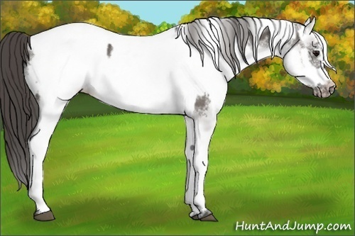 Horse Color:White Spotted Grullo Frame Appaloosa Rabicano  and White Spotted Grullo Frame Appaloosa Rabicano 