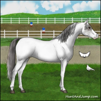 Horse Color:White Spotted Grullo Appaloosa Rabicano  and White Spotted Grullo Appaloosa Rabicano 