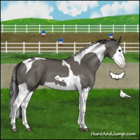 Horse Color:Grullo Splash Tobiano