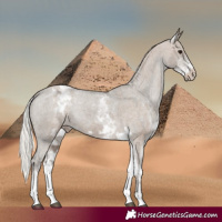 Horse Color:White Spotted Silver Grullo Appaloosa Rabicano  and White Spotted Silver Grullo Tobiano Appaloosa Rabicano 