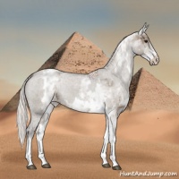 Horse Color:White Spotted Silver Grullo Appaloosa Rabicano  and White Spotted Silver Grullo Tobiano Appaloosa Rabicano 