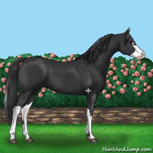 Horse Color:Black  and Black Splash 