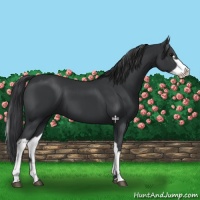 Horse Color:Black  and Black Splash 