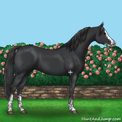 Horse Color:Black  and Black Splash 